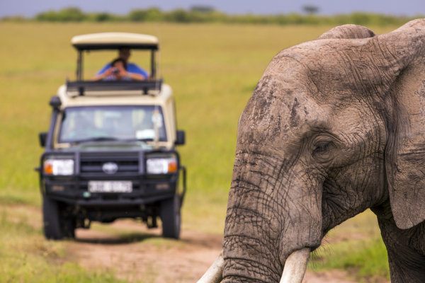 Safari 1