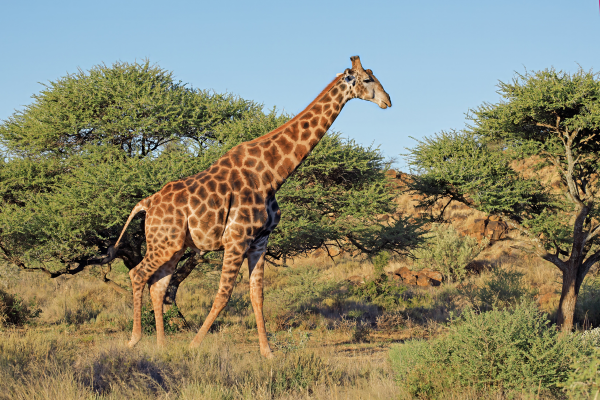 Umfilozi